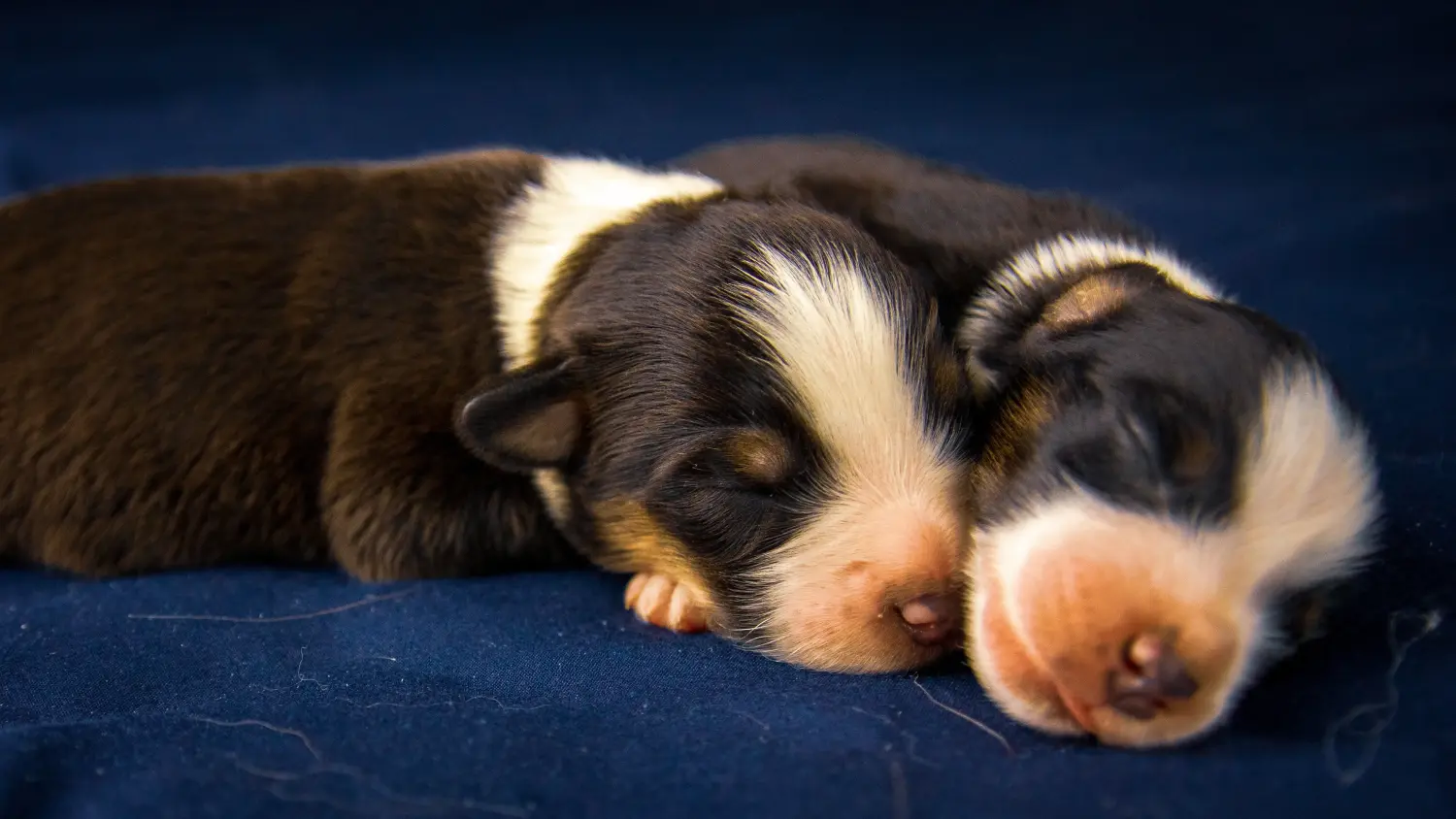 Buying an American Staffordshire Terrier puppy means taking responsibility! Buy American Staffordshire Terrier puppies.