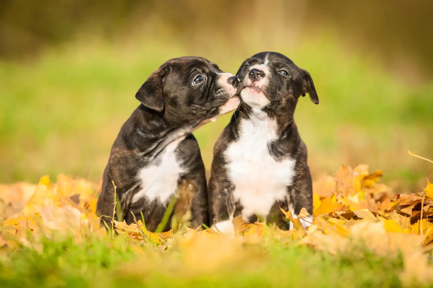 Buying an American Staffordshire Terrier puppy means taking responsibility! Buy American Staffordshire Terrier puppies.