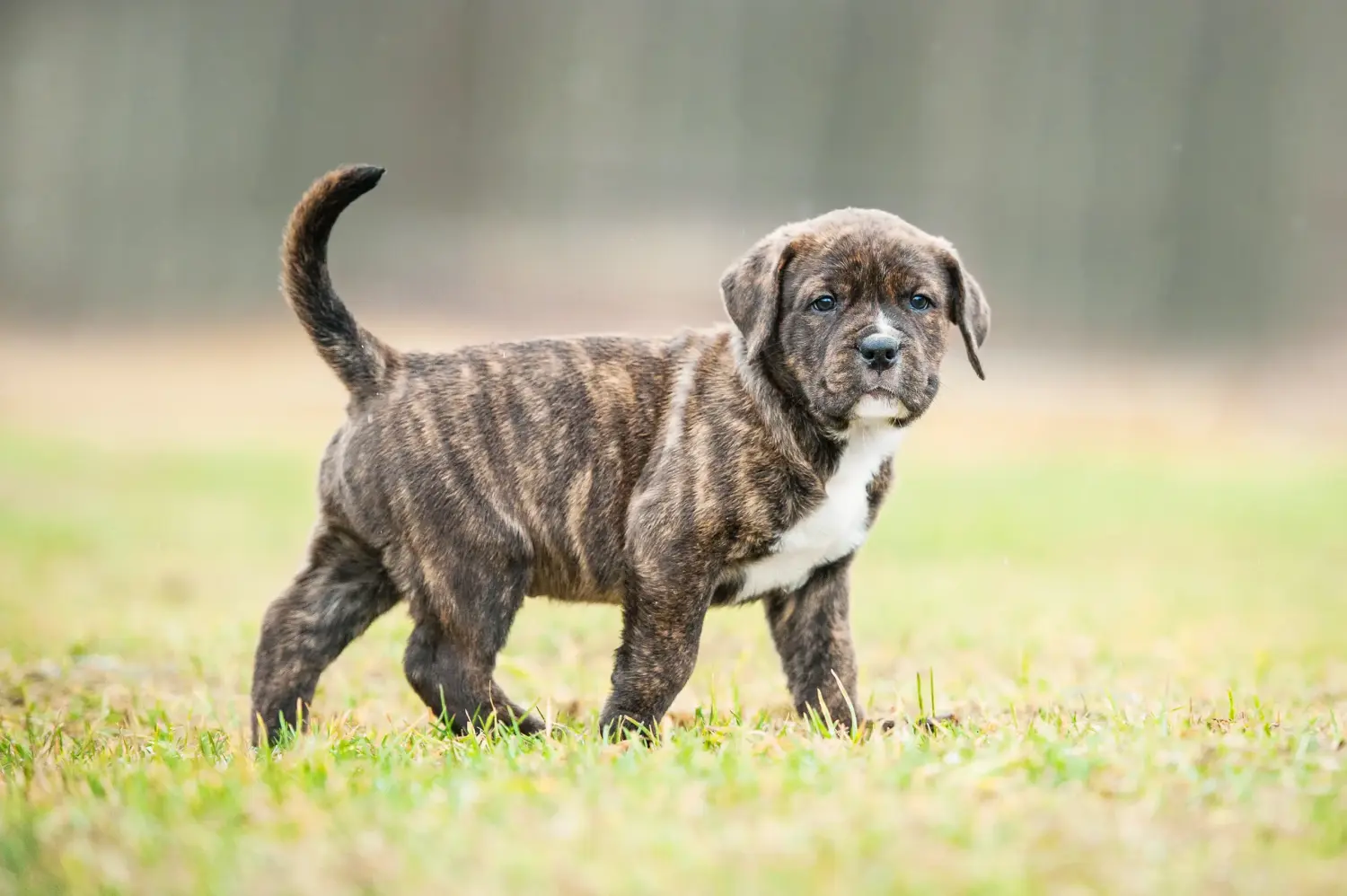 Buying an American Staffordshire Terrier puppy means taking responsibility! Buy American Staffordshire Terrier puppies.