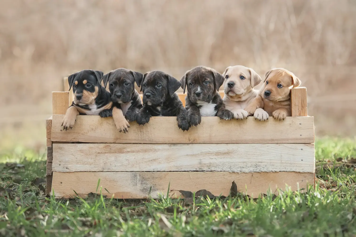 Buying an American Staffordshire Terrier puppy means taking responsibility! Buy American Staffordshire Terrier puppies.