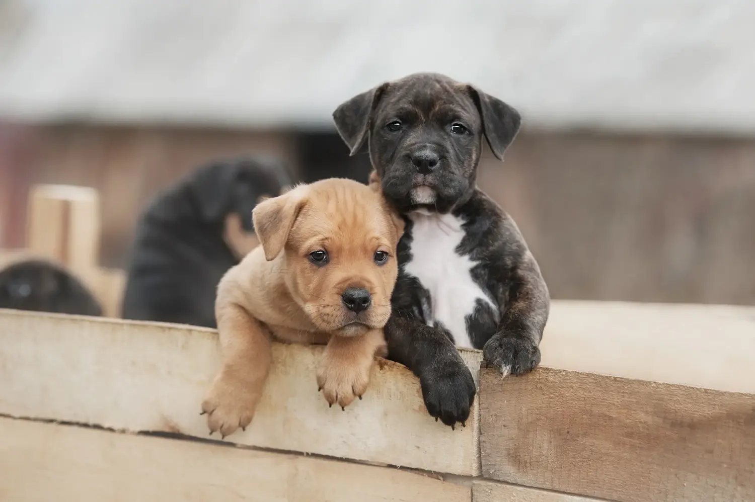 Buying an American Staffordshire Terrier puppy means taking responsibility! Buy American Staffordshire Terrier puppies.