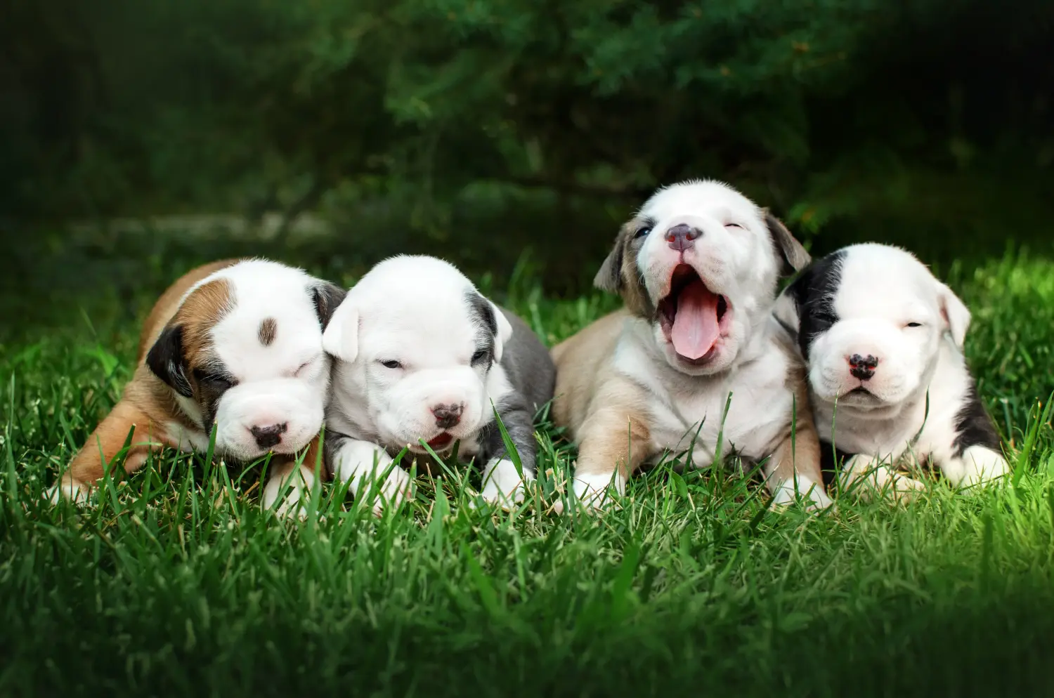 Buying an American Staffordshire Terrier puppy means taking responsibility! Buy American Staffordshire Terrier puppies.