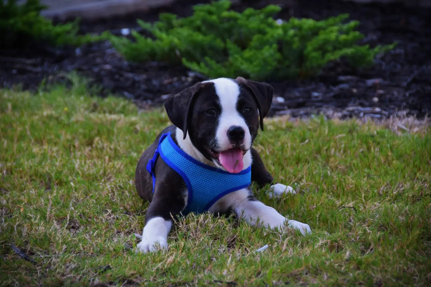 Buying an American Staffordshire Terrier puppy means taking responsibility! Buy American Staffordshire Terrier puppies.