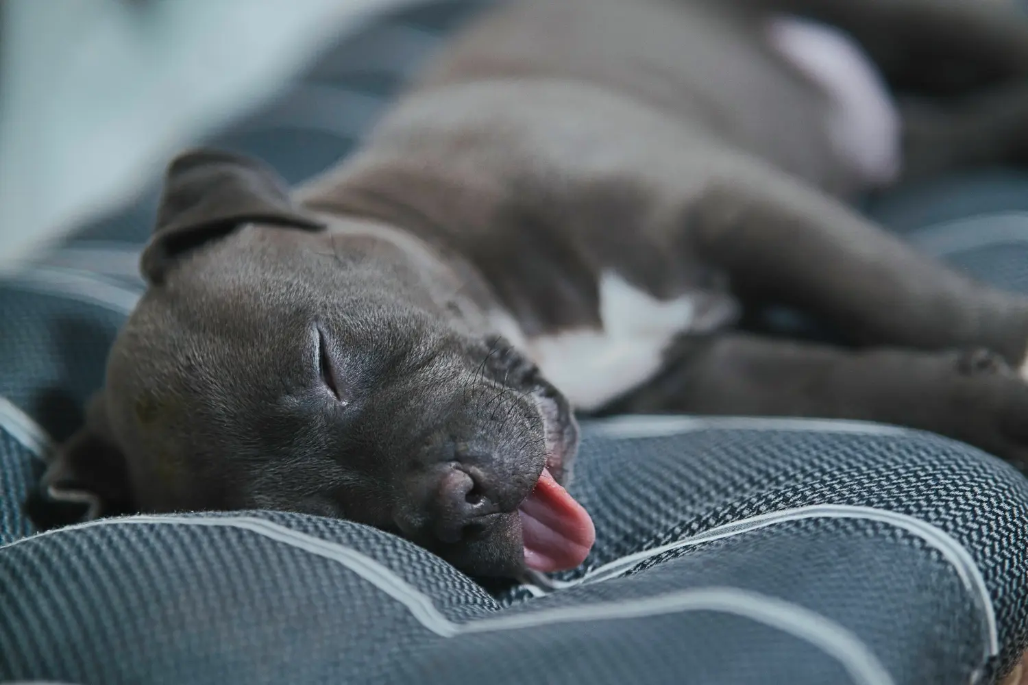 Buying an American Staffordshire Terrier puppy means taking responsibility! Buy American Staffordshire Terrier puppies.