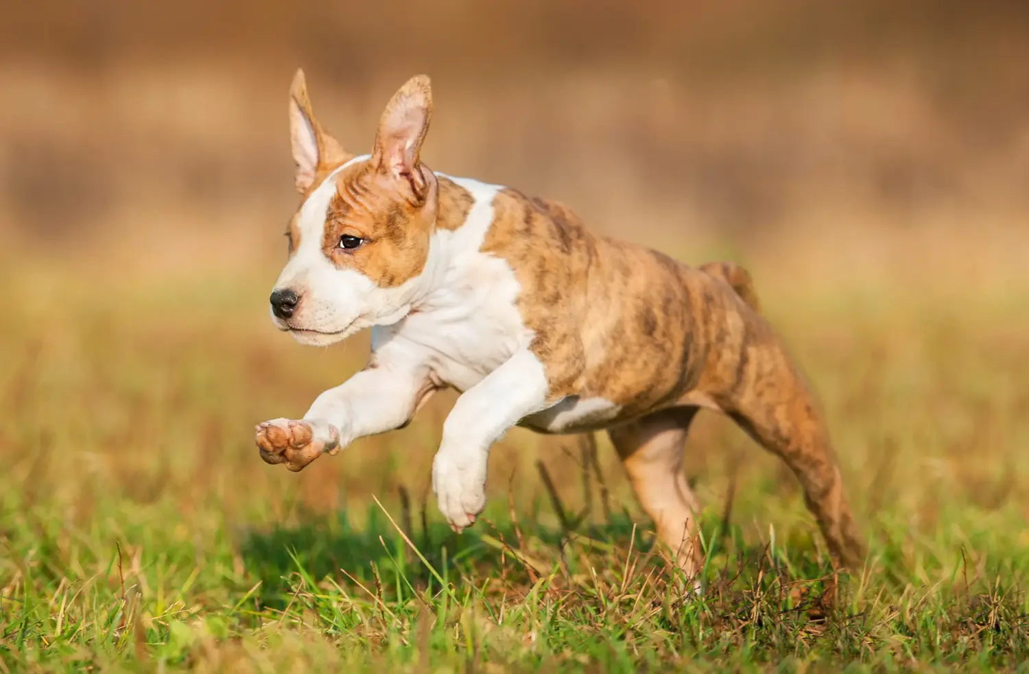 Buying an American Staffordshire Terrier puppy means taking responsibility! Buy American Staffordshire Terrier puppies.