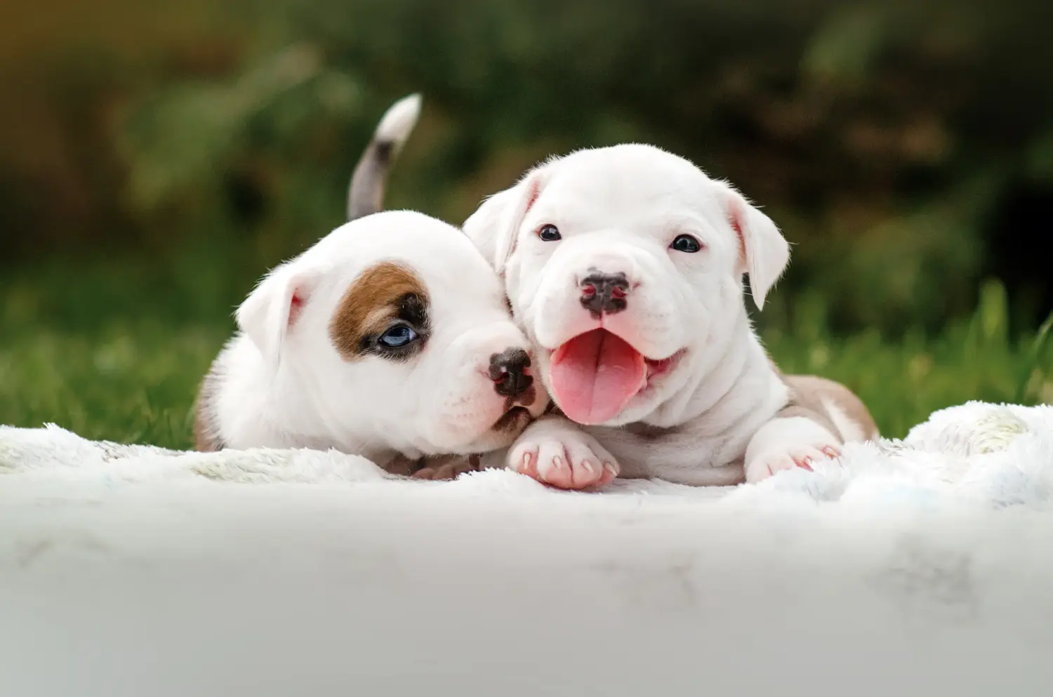 Buying an American Staffordshire Terrier puppy means taking responsibility! Buy American Staffordshire Terrier puppies.