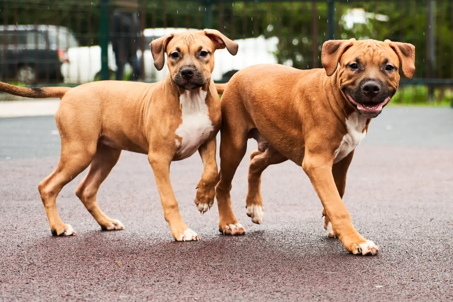 Buying an American Staffordshire Terrier puppy means taking responsibility! Buy American Staffordshire Terrier puppies.