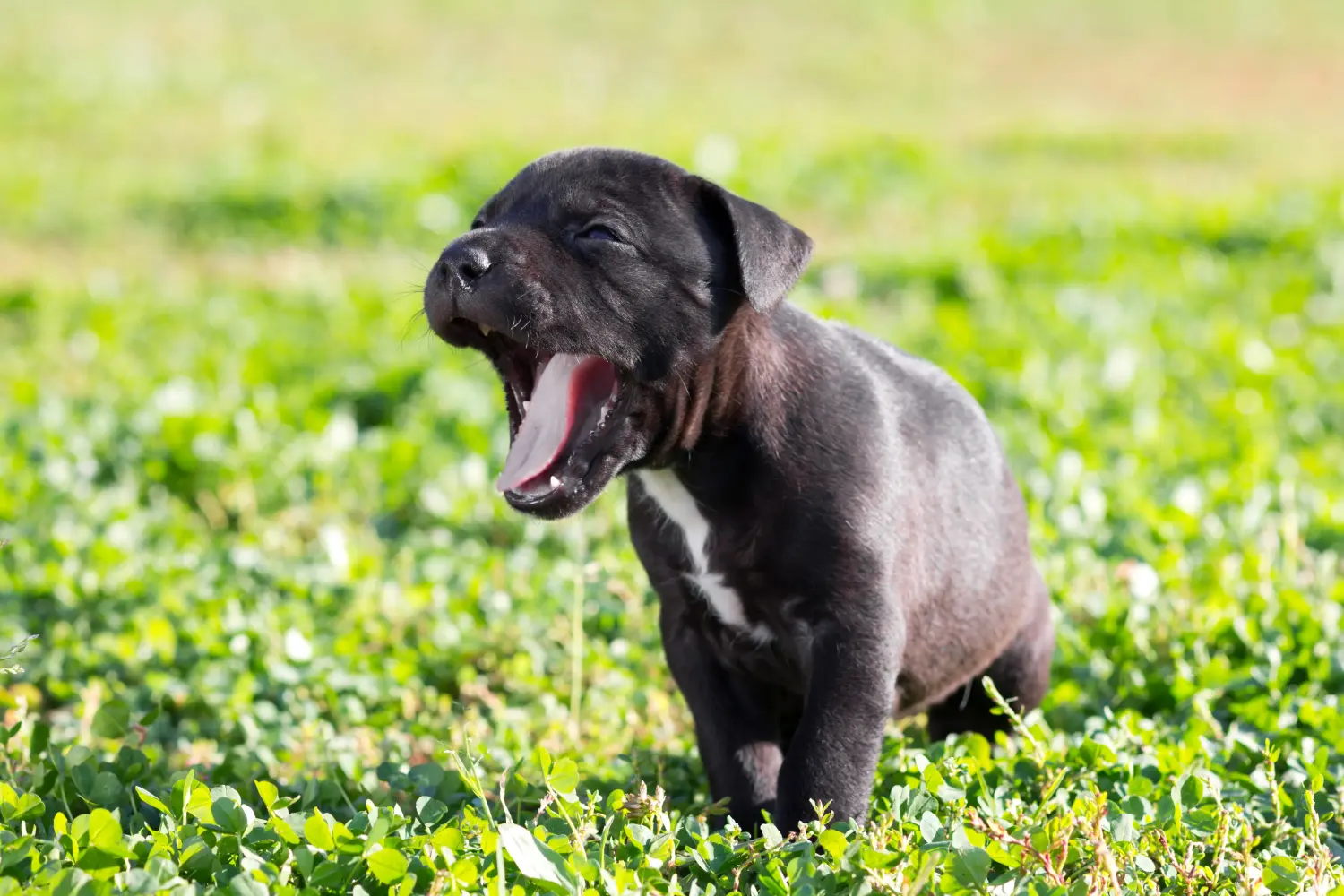 Buying an American Staffordshire Terrier puppy means taking responsibility! Buy American Staffordshire Terrier puppies.