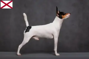 Read more about the article American Toy Terrier breeders and puppies in Alabama