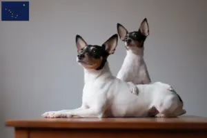 Read more about the article American Toy Terrier breeders and puppies in Alaska