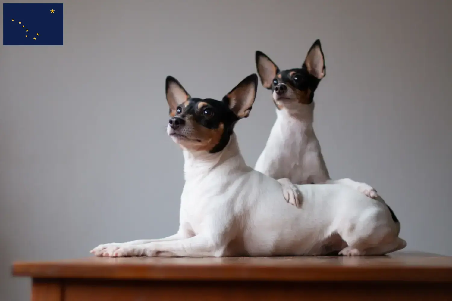 Read more about the article American Toy Terrier breeders and puppies in Alaska