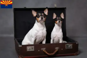 Read more about the article American Toy Terrier breeders and puppies in Arizona
