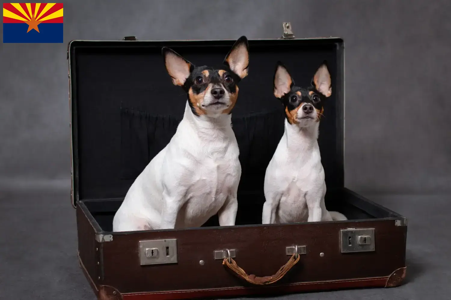 Read more about the article American Toy Terrier breeders and puppies in Arizona