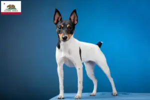 Read more about the article American Toy Terrier breeders and puppies in California