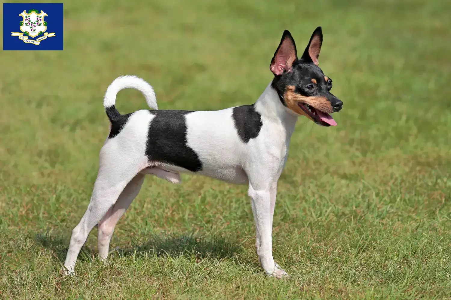 Read more about the article American Toy Terrier breeders and puppies in Connecticut
