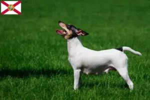 Read more about the article American Toy Terrier breeders and puppies in Florida