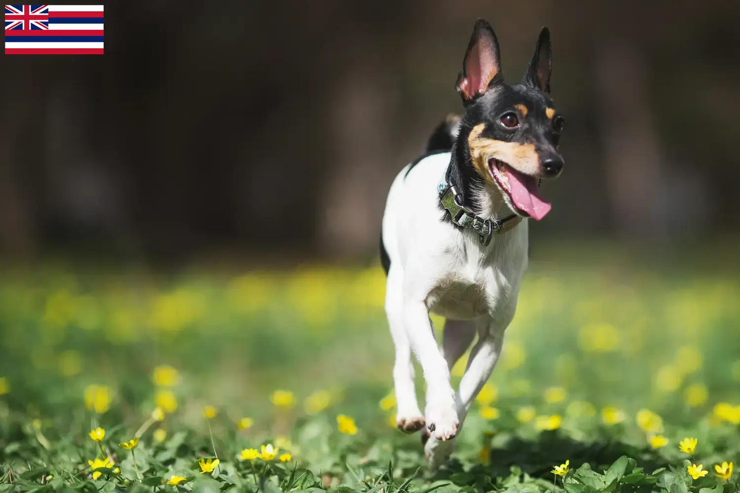 Read more about the article American Toy Terrier breeders and puppies in Hawaii