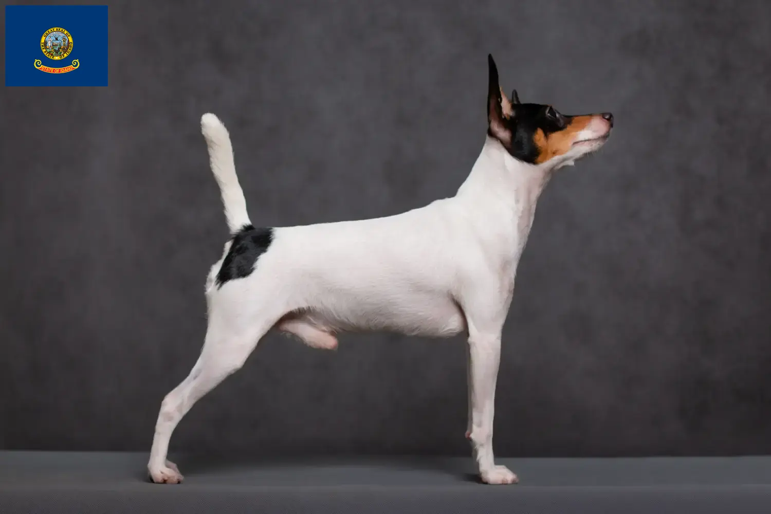 Read more about the article American Toy Terrier breeders and puppies in Idaho