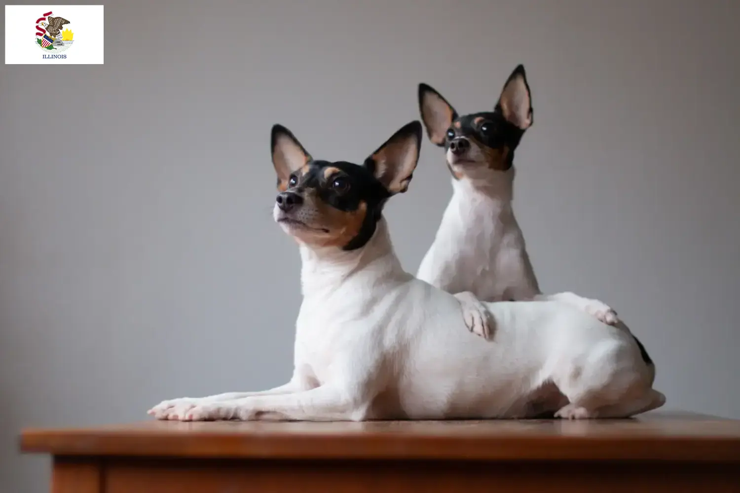 Read more about the article American Toy Terrier breeders and puppies in Illinois