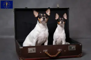 Read more about the article American Toy Terrier breeders and puppies in Indiana
