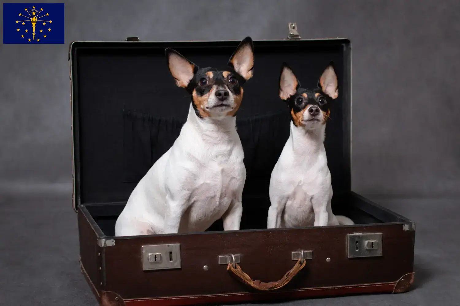 Read more about the article American Toy Terrier breeders and puppies in Indiana