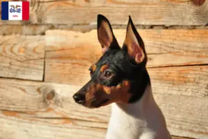 Read more about the article American Toy Terrier breeders and puppies in Iowa