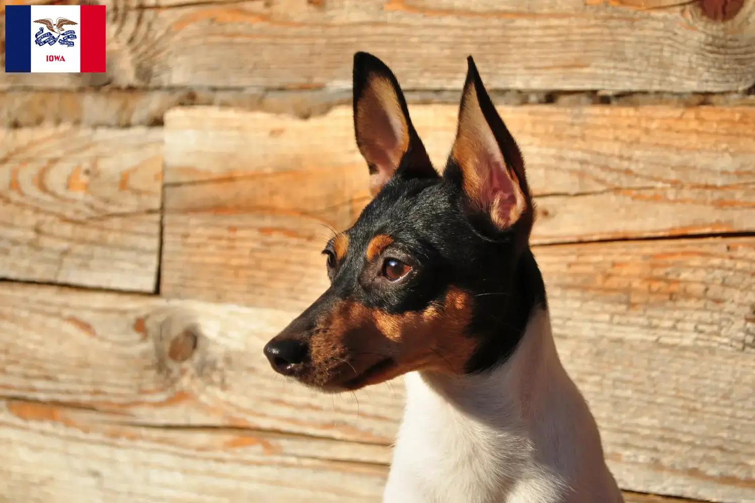 Read more about the article American Toy Terrier breeders and puppies in Iowa