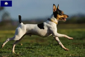 Read more about the article American Toy Terrier breeders and puppies in Kentucky