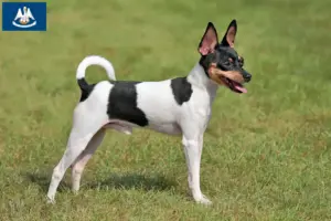Read more about the article American Toy Terrier breeders and puppies in Louisiana