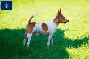 Read more about the article American Toy Terrier breeders and puppies in Maine