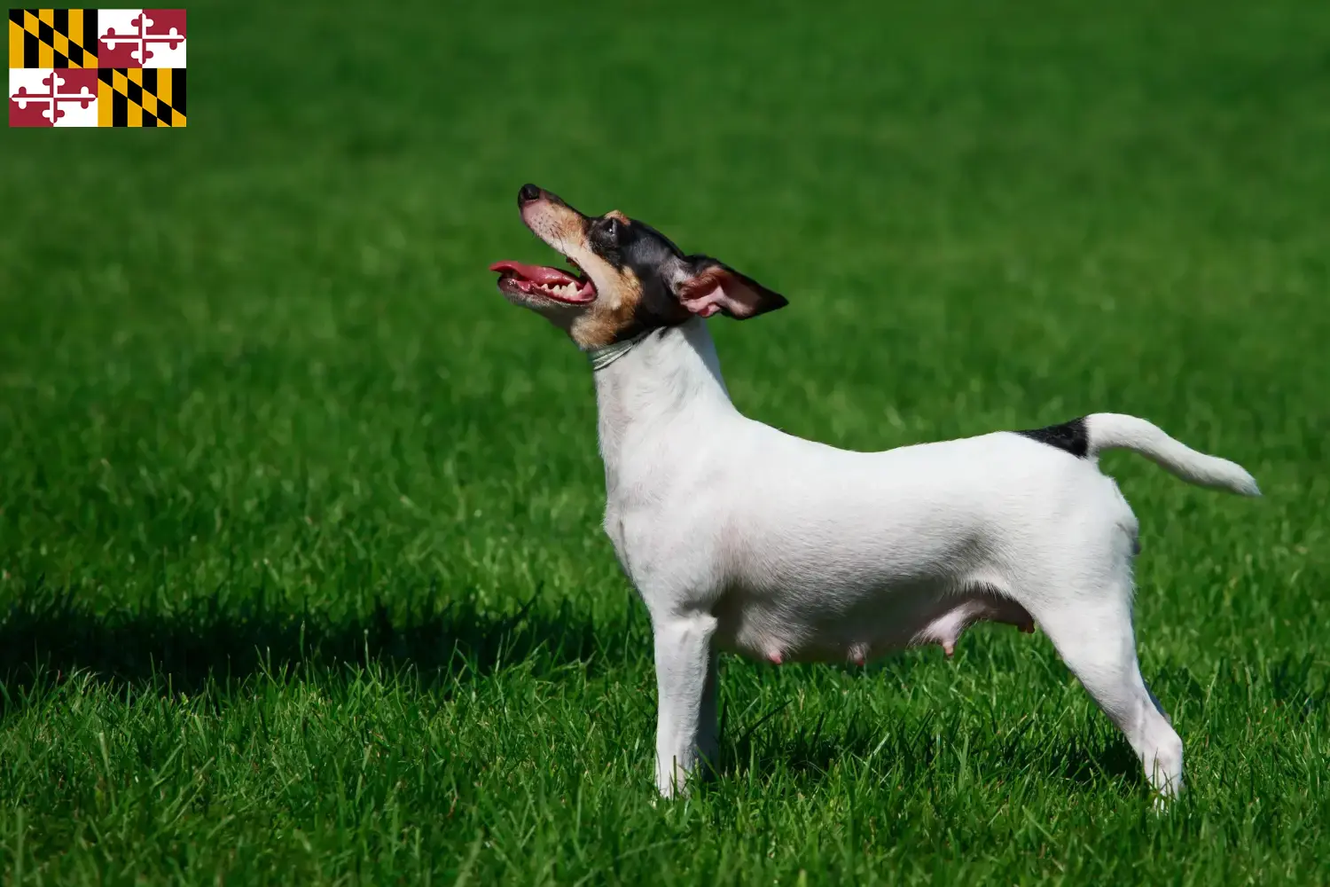 Read more about the article American Toy Terrier breeders and puppies in Maryland
