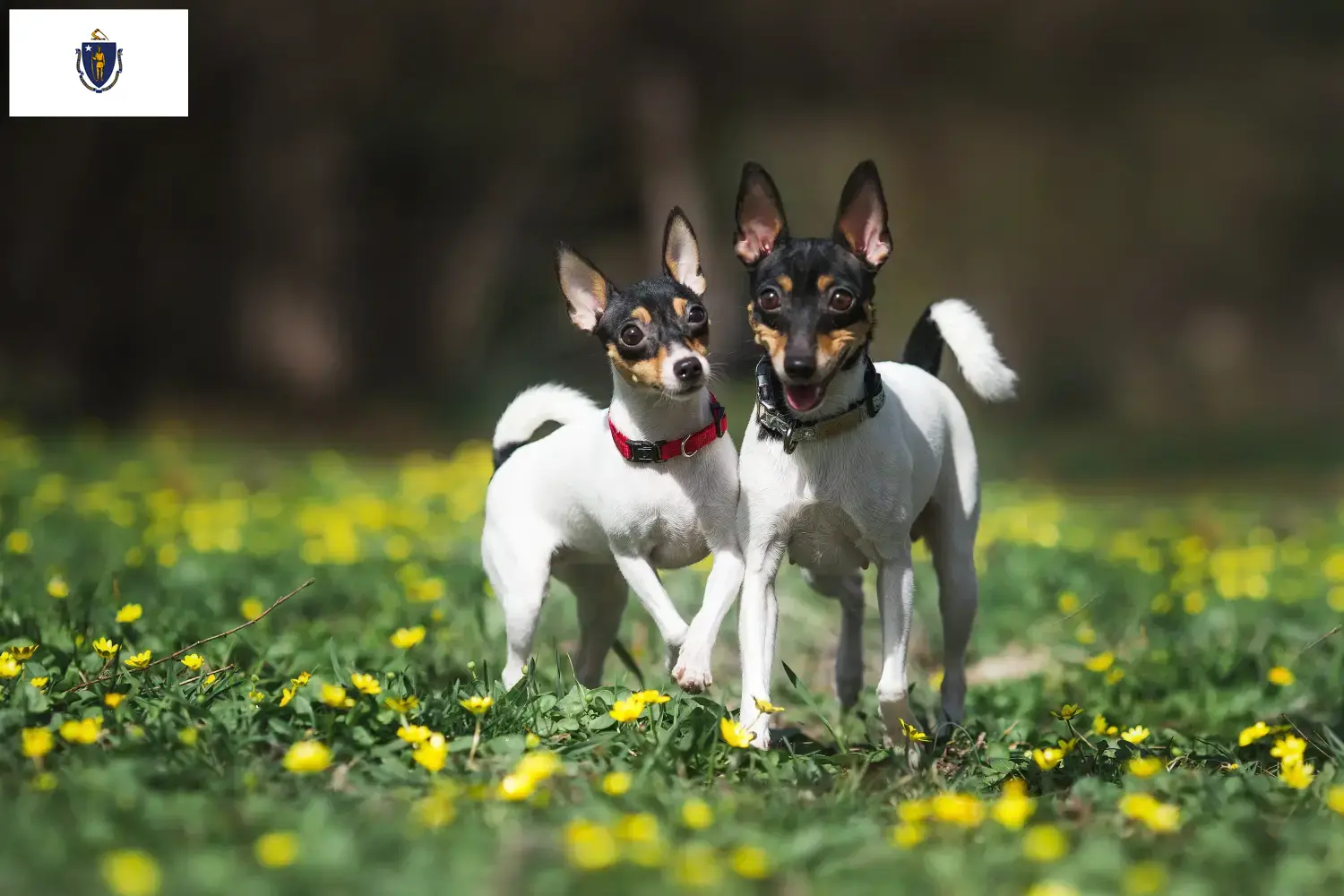 Read more about the article American Toy Terrier Breeders and Puppies in Massachusetts