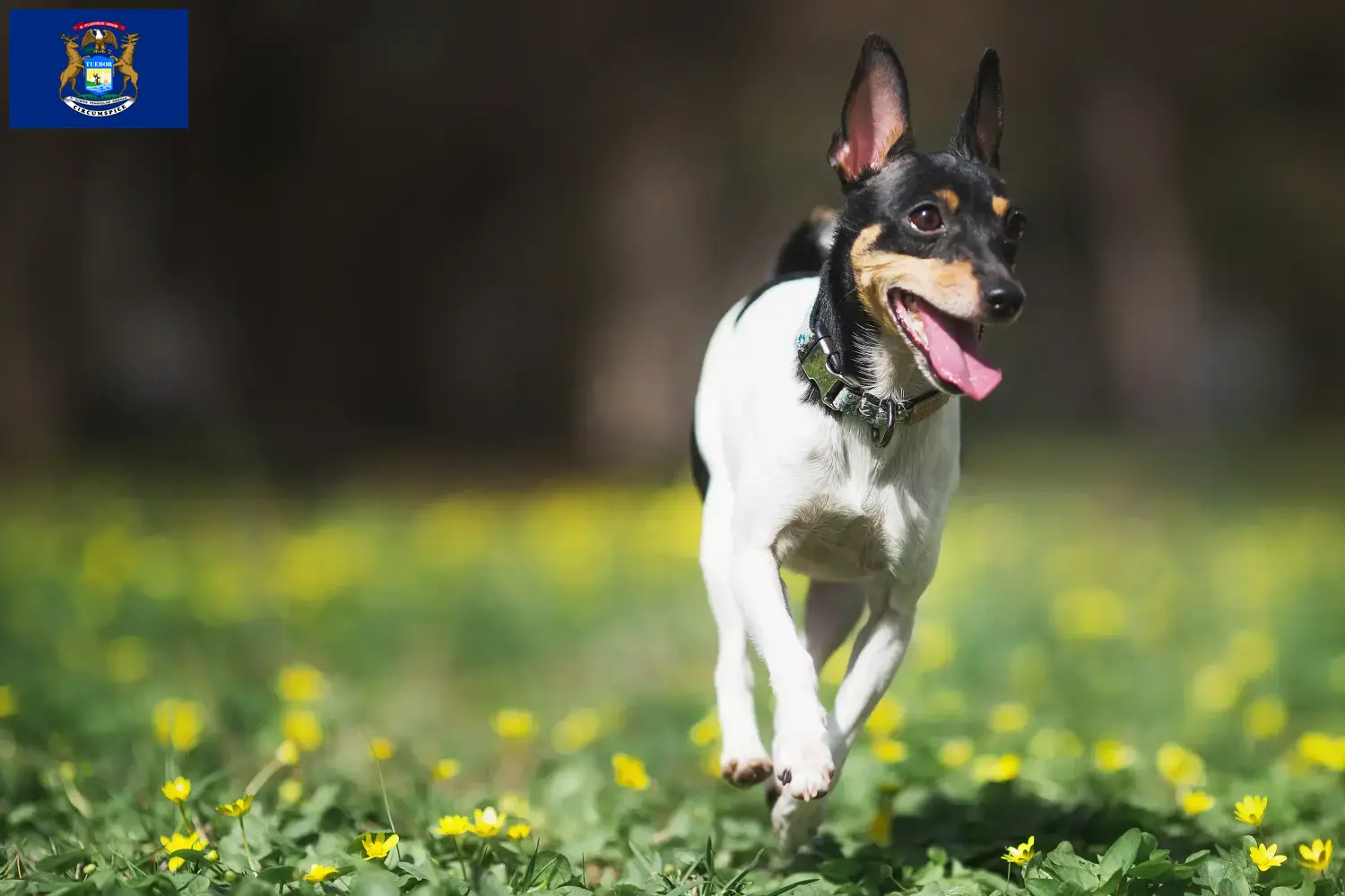 Read more about the article American Toy Terrier breeders and puppies in Michigan