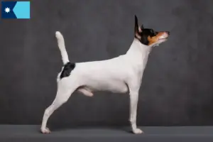 Read more about the article American Toy Terrier breeders and puppies in Minnesota
