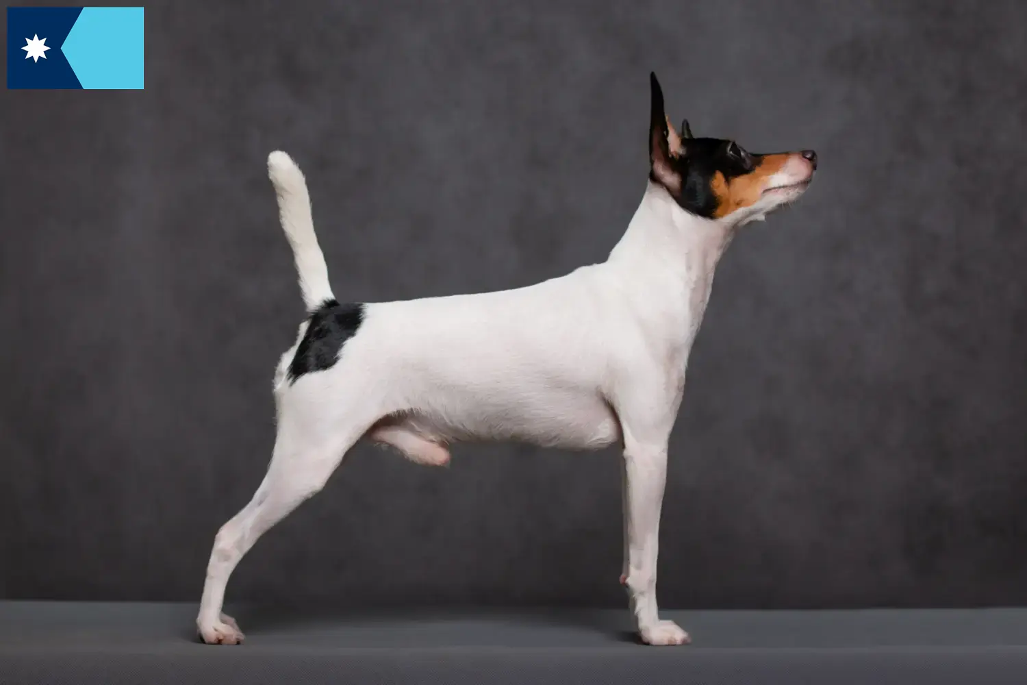 Read more about the article American Toy Terrier breeders and puppies in Minnesota