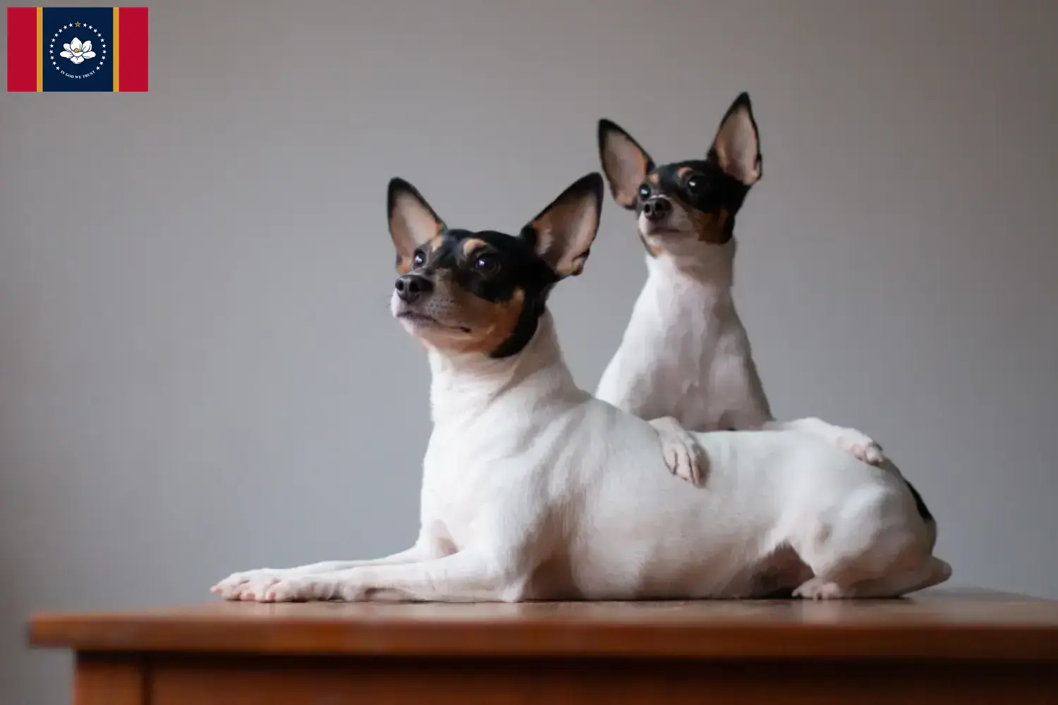 Read more about the article American Toy Terrier Breeders and Puppies in Mississippi
