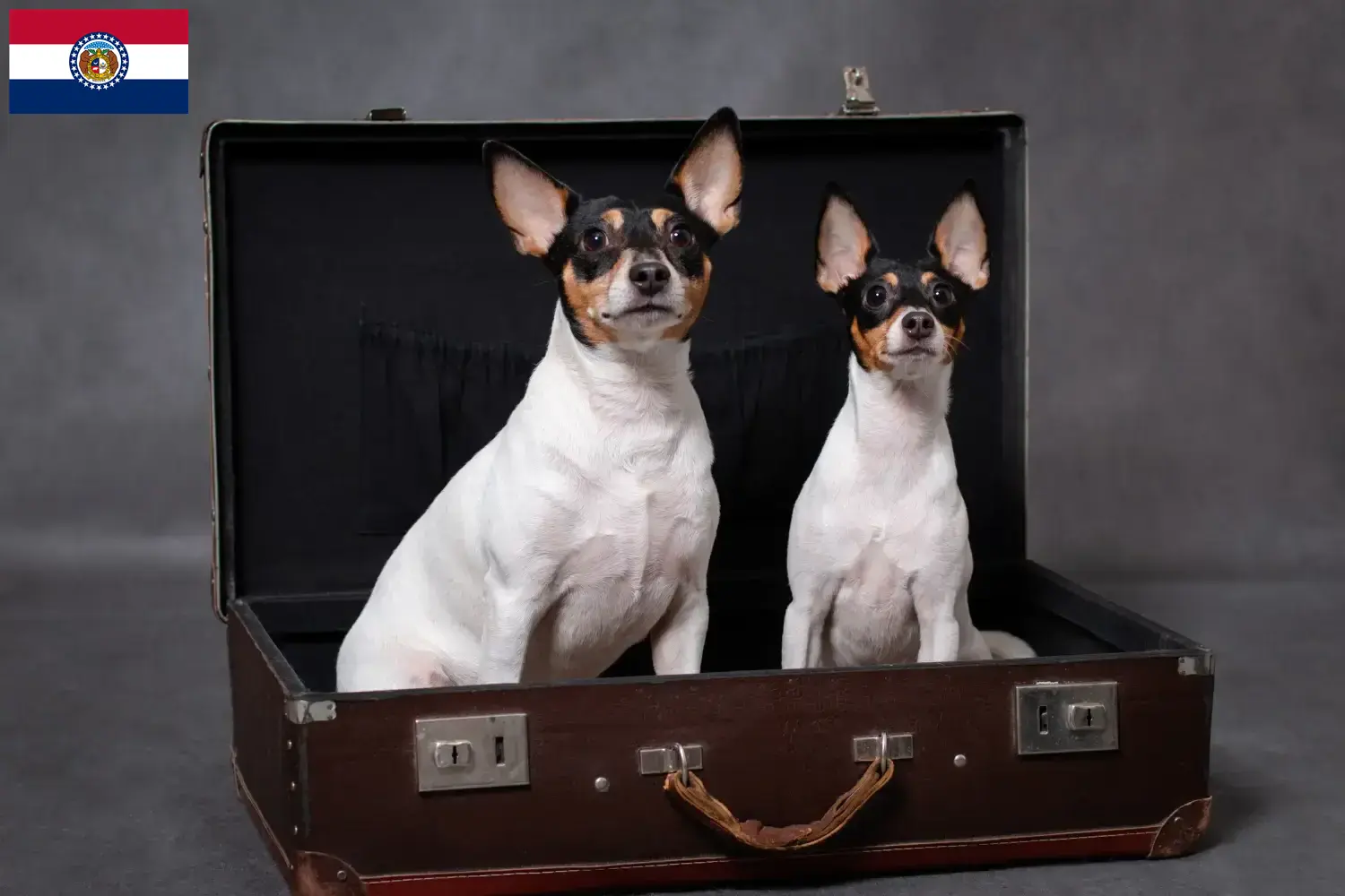 Read more about the article American Toy Terrier breeders and puppies in Missouri