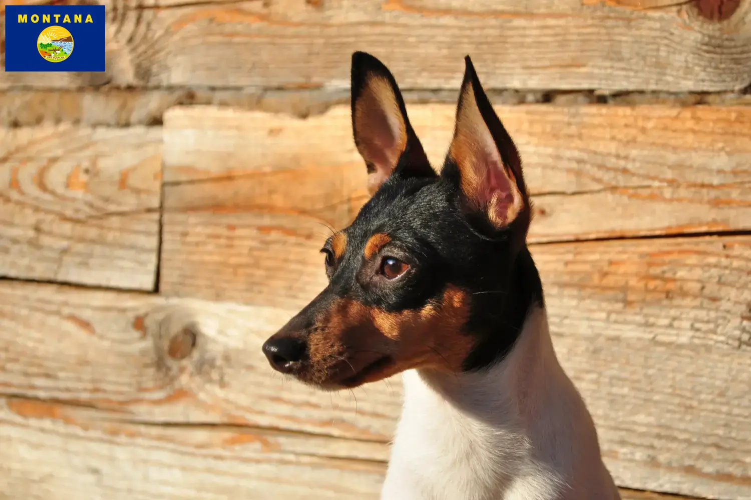 Read more about the article American Toy Terrier breeders and puppies in Montana