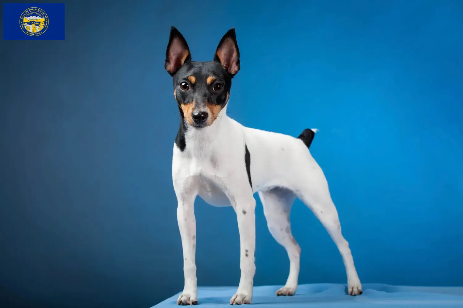 Read more about the article American Toy Terrier breeders and puppies in Nebraska