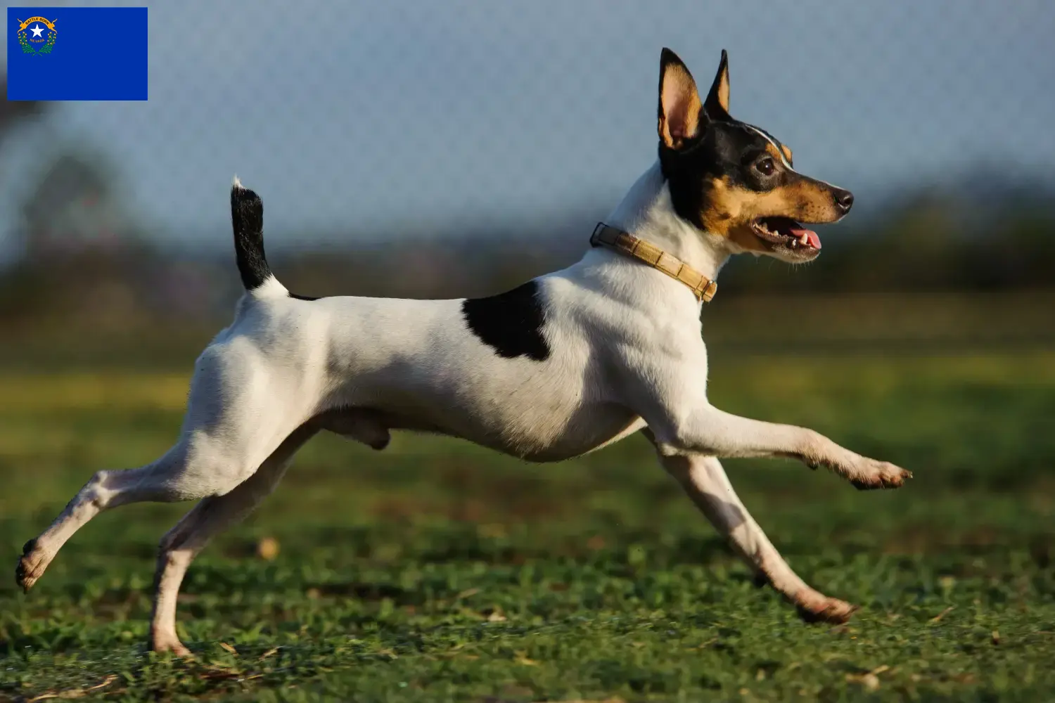 Read more about the article American Toy Terrier breeders and puppies in Nevada