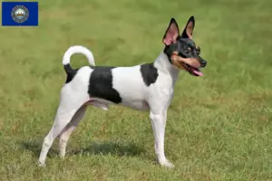 Read more about the article American Toy Terrier Breeders and Puppies in New Hampshire