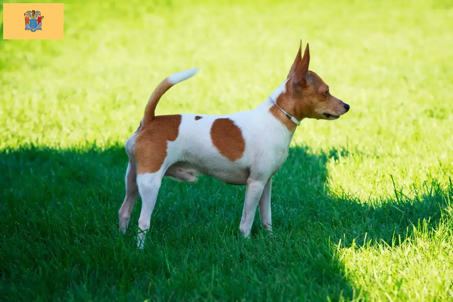 Read more about the article American Toy Terrier breeders and puppies in New Jersey