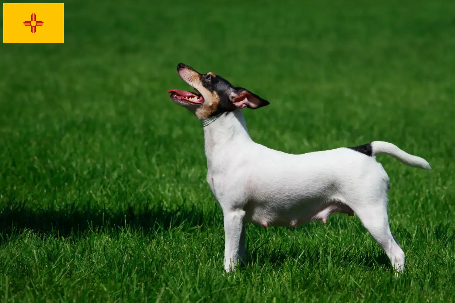 Read more about the article American Toy Terrier Breeders and Puppies in New Mexico