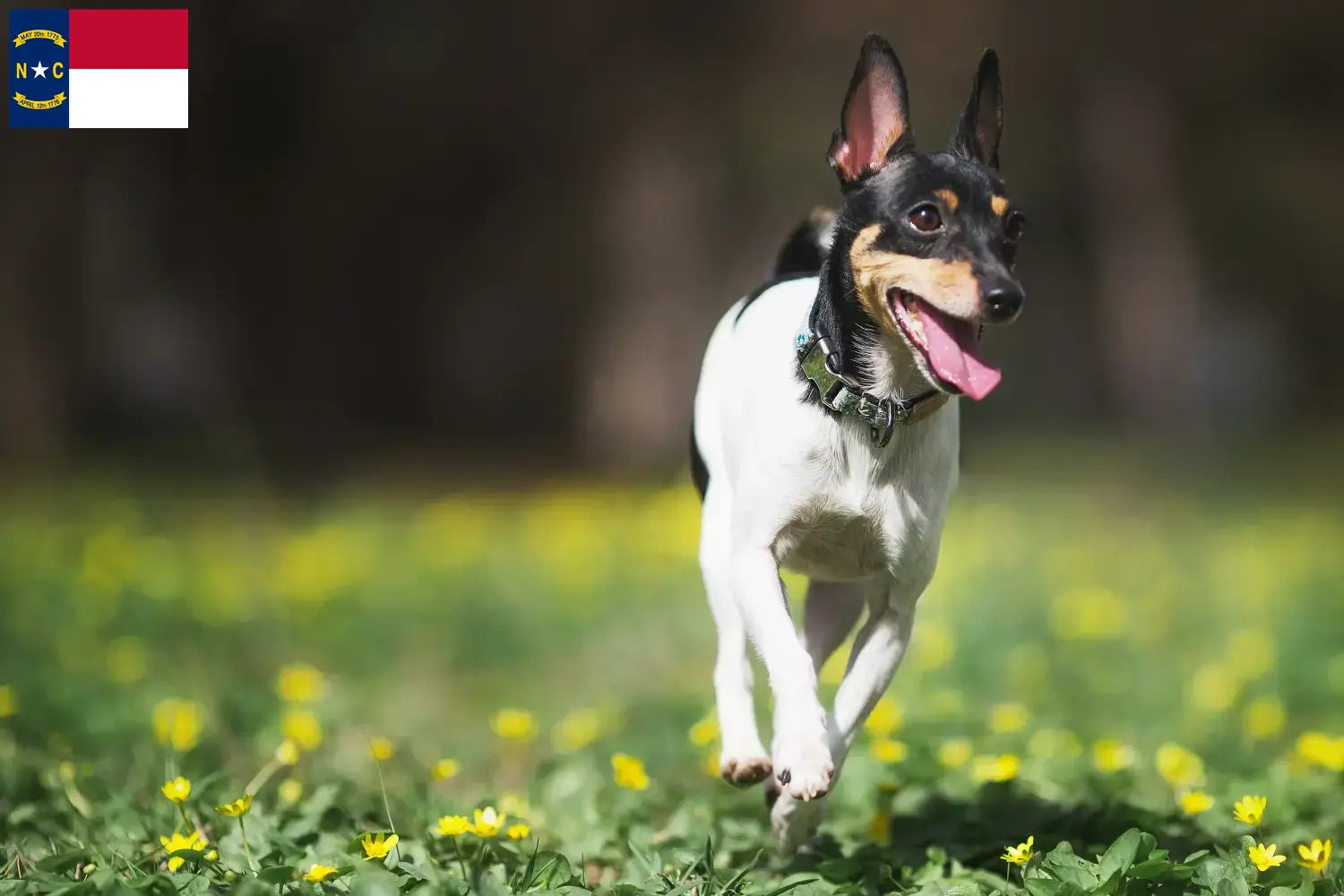Read more about the article American Toy Terrier breeders and puppies in North Carolina