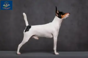 Read more about the article American Toy Terrier breeders and puppies in North Dakota