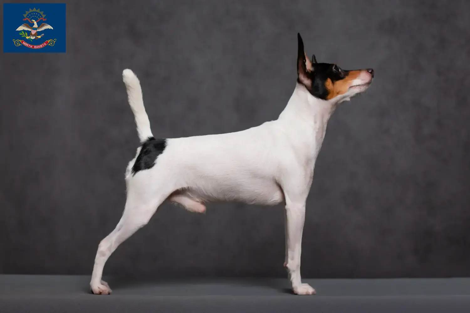Read more about the article American Toy Terrier breeders and puppies in North Dakota