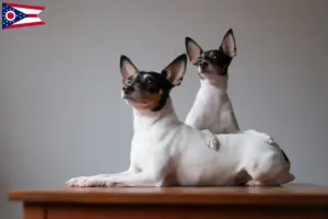 Read more about the article American Toy Terrier breeders and puppies in Ohio