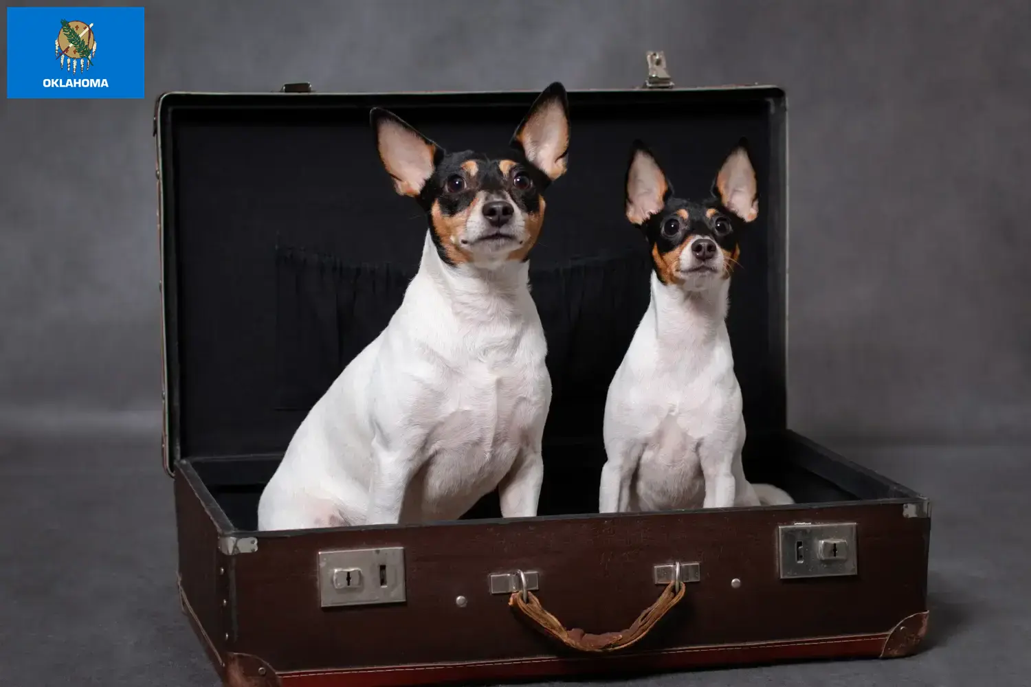 Read more about the article American Toy Terrier breeders and puppies in Oklahoma