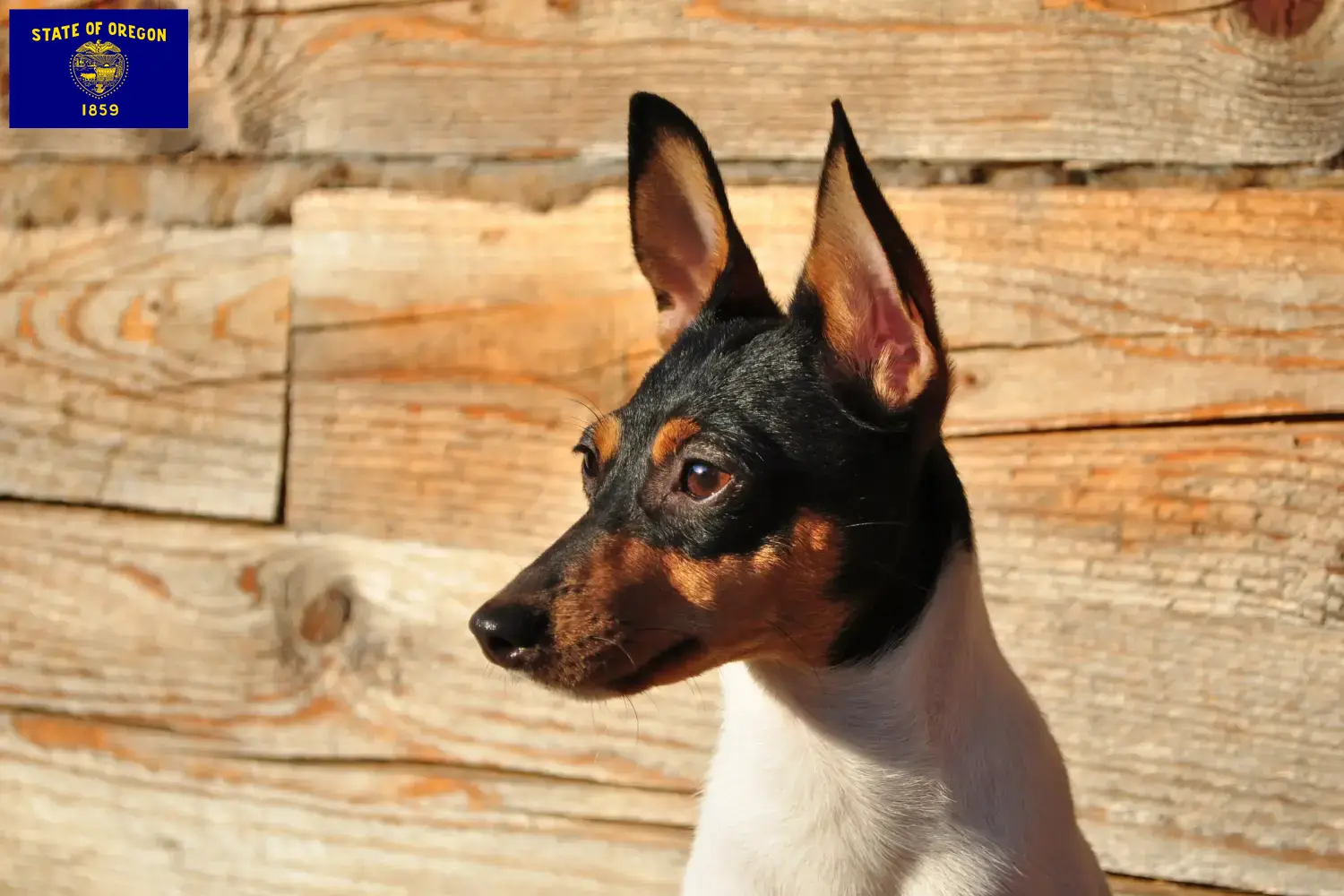 Read more about the article American Toy Terrier breeders and puppies in Oregon