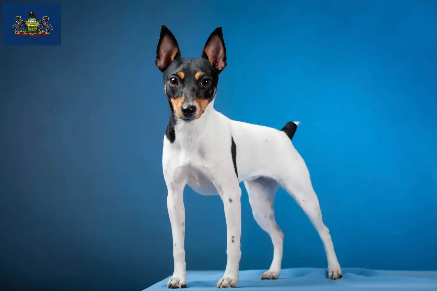 Read more about the article American Toy Terrier breeders and puppies in Pennsylvania